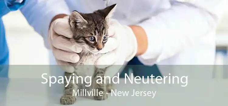 Spaying and Neutering Millville - New Jersey