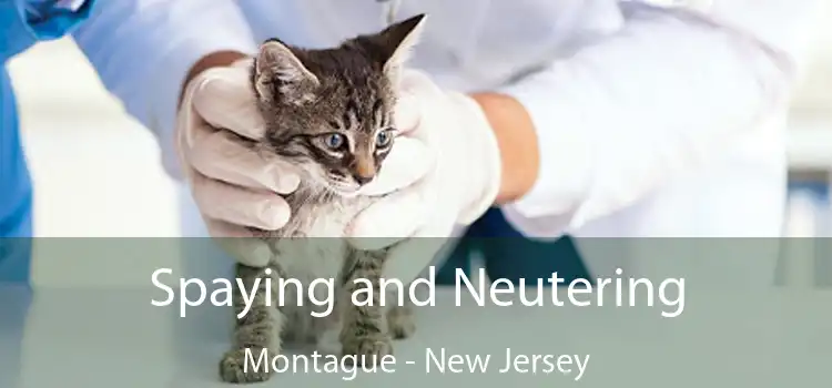 Spaying and Neutering Montague - New Jersey