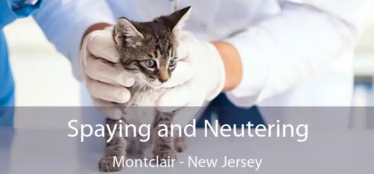 Spaying and Neutering Montclair - New Jersey