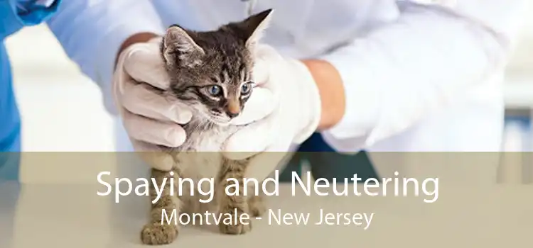 Spaying and Neutering Montvale - New Jersey