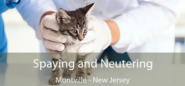 Spaying and Neutering Montville - New Jersey
