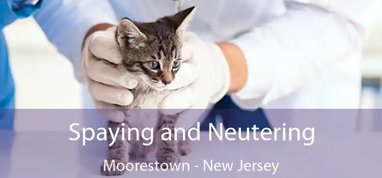 Spaying and Neutering Moorestown - New Jersey