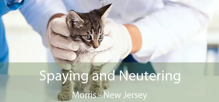 Spaying and Neutering Morris - New Jersey