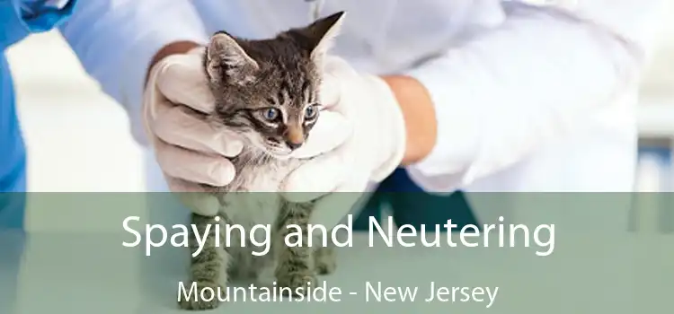 Spaying and Neutering Mountainside - New Jersey