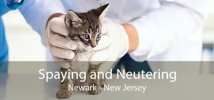 Spaying and Neutering Newark - New Jersey