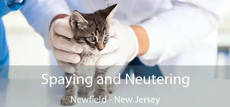 Spaying and Neutering Newfield - New Jersey