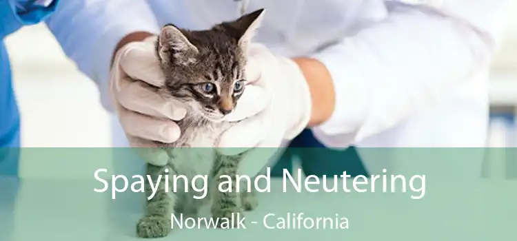 Spaying and Neutering Norwalk - California