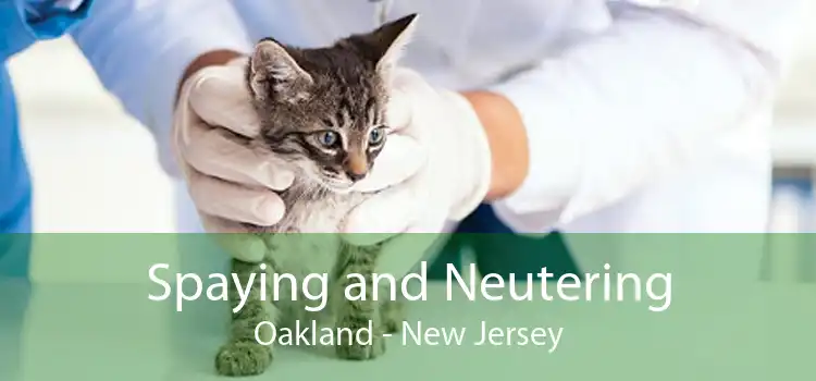 Spaying and Neutering Oakland - New Jersey