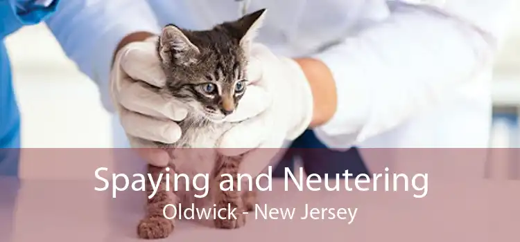 Spaying and Neutering Oldwick - New Jersey