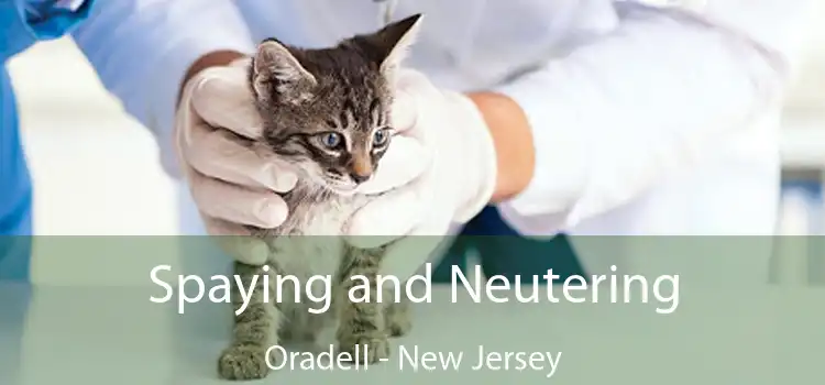 Spaying and Neutering Oradell - New Jersey