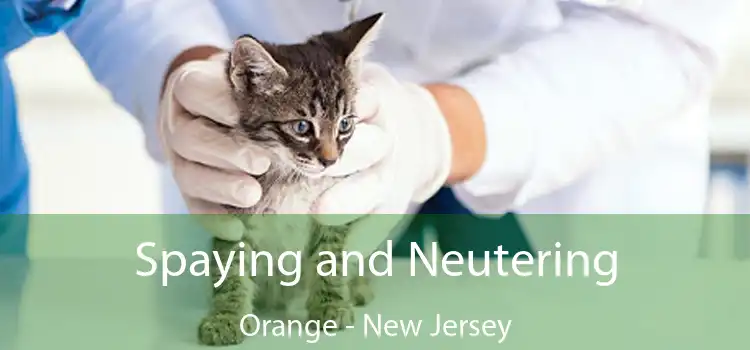 Spaying and Neutering Orange - New Jersey