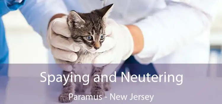 Spaying and Neutering Paramus - New Jersey