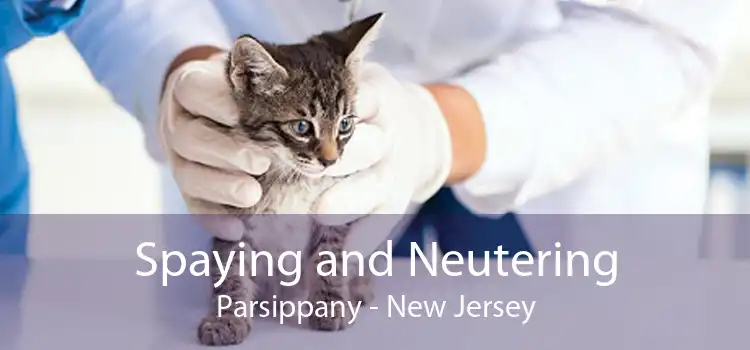 Spaying and Neutering Parsippany - New Jersey