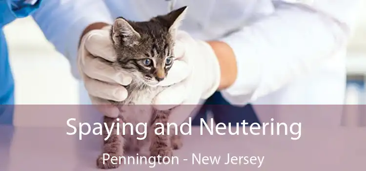 Spaying and Neutering Pennington - New Jersey