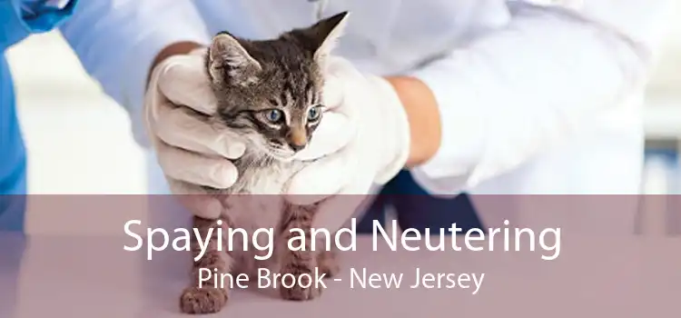 Spaying and Neutering Pine Brook - New Jersey