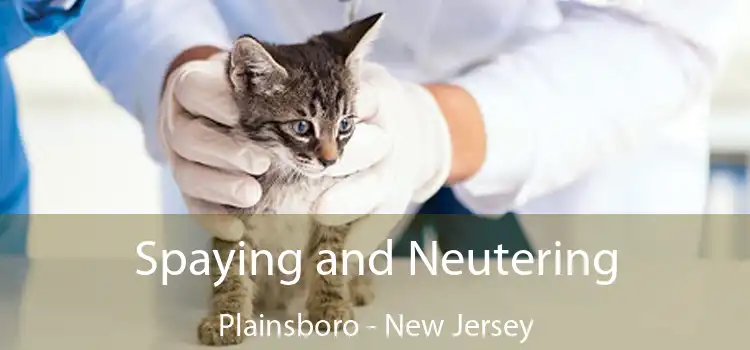 Spaying and Neutering Plainsboro - New Jersey