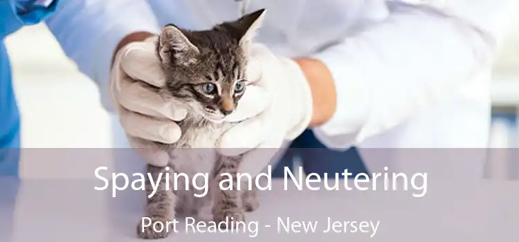 Spaying and Neutering Port Reading - New Jersey