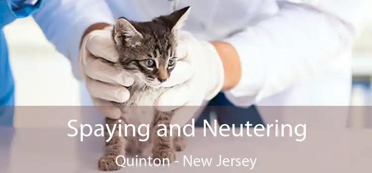 Spaying and Neutering Quinton - New Jersey