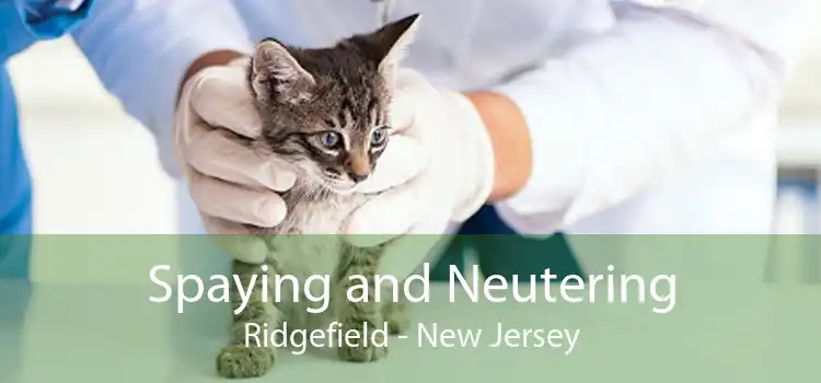 Spaying and Neutering Ridgefield - New Jersey