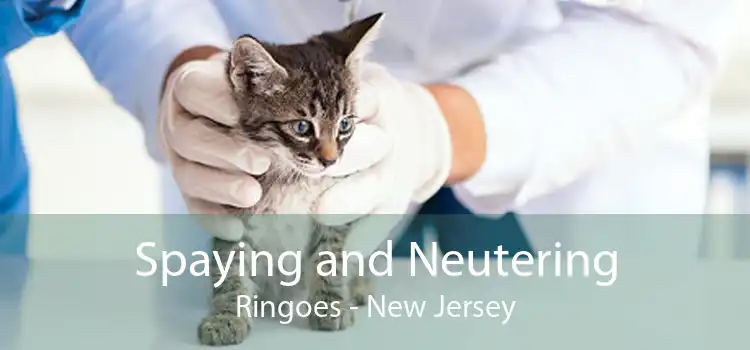 Spaying and Neutering Ringoes - New Jersey