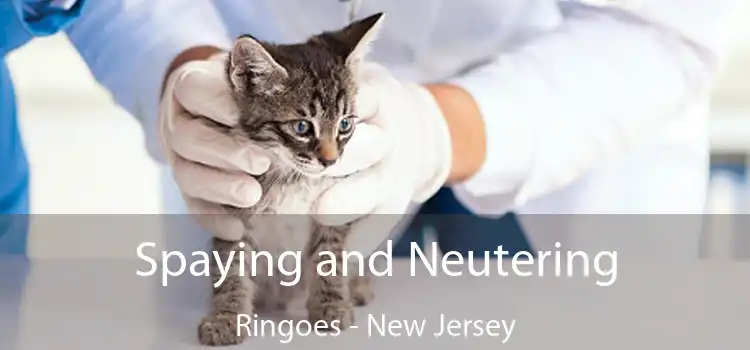 Spaying and Neutering Ringoes - New Jersey