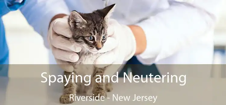 Spaying and Neutering Riverside - New Jersey