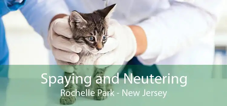 Spaying and Neutering Rochelle Park - New Jersey