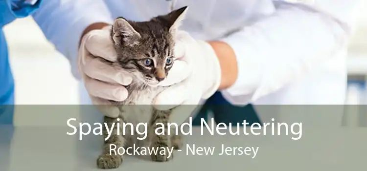 Spaying and Neutering Rockaway - New Jersey