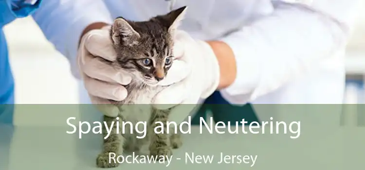 Spaying and Neutering Rockaway - New Jersey