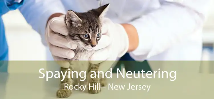 Spaying and Neutering Rocky Hill - New Jersey
