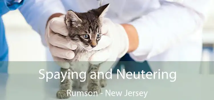 Spaying and Neutering Rumson - New Jersey