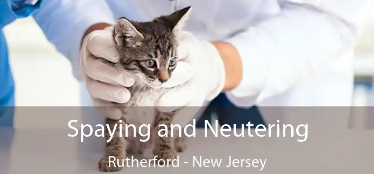 Spaying and Neutering Rutherford - New Jersey