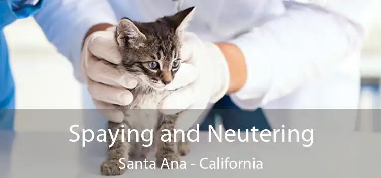 Spaying and Neutering Santa Ana - California