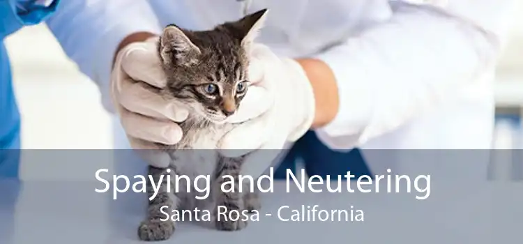 Spaying and Neutering Santa Rosa - California