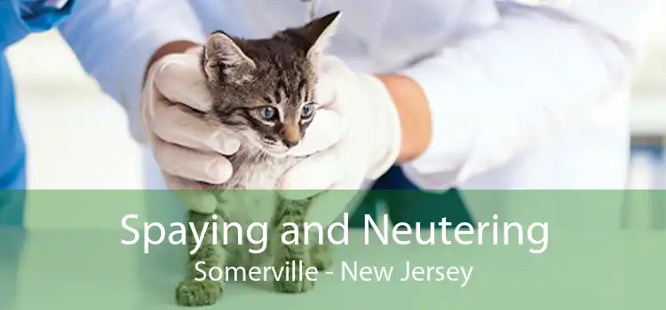 Spaying and Neutering Somerville - New Jersey