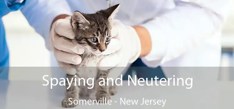 Spaying and Neutering Somerville - New Jersey