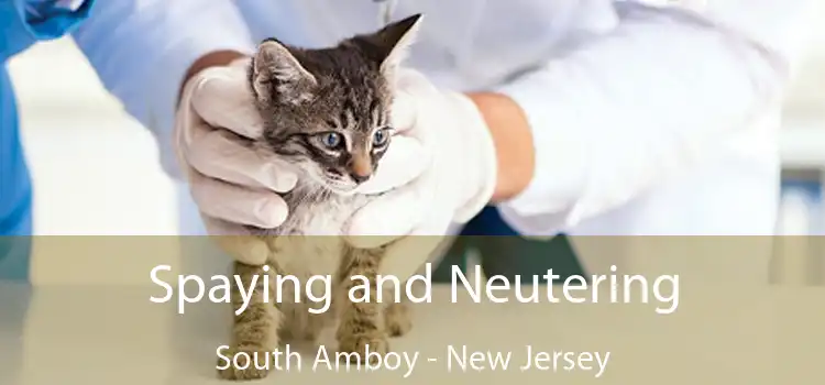 Spaying and Neutering South Amboy - New Jersey
