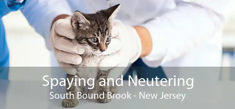 Spaying and Neutering South Bound Brook - New Jersey
