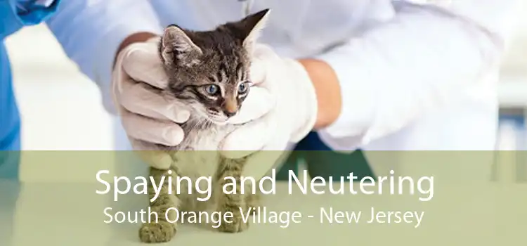 Spaying and Neutering South Orange Village - New Jersey