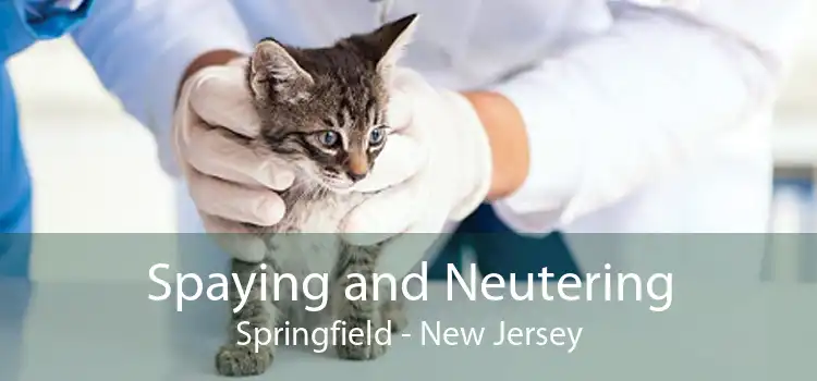 Spaying and Neutering Springfield - New Jersey