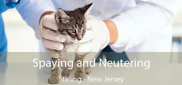 Spaying and Neutering Stirling - New Jersey