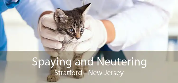 Spaying and Neutering Stratford - New Jersey