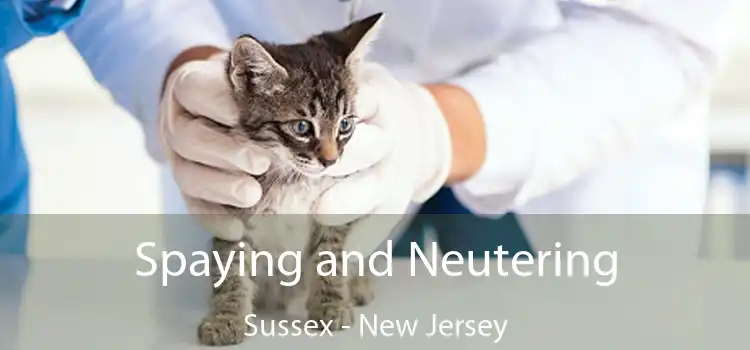 Spaying and Neutering Sussex - New Jersey