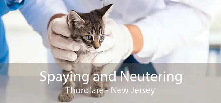 Spaying and Neutering Thorofare - New Jersey
