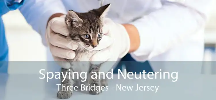 Spaying and Neutering Three Bridges - New Jersey