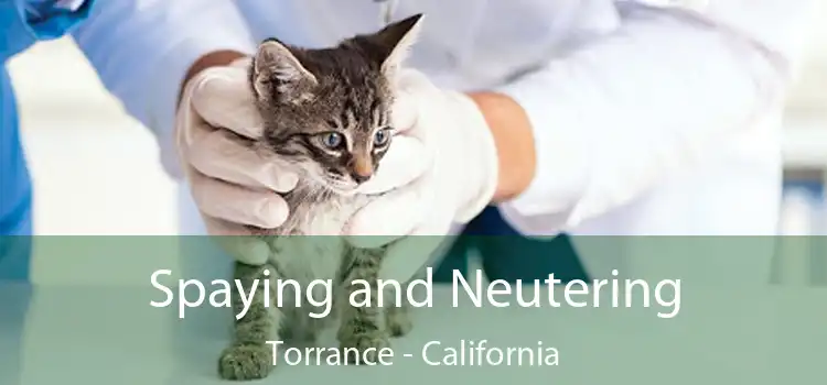 Spaying and Neutering Torrance - California