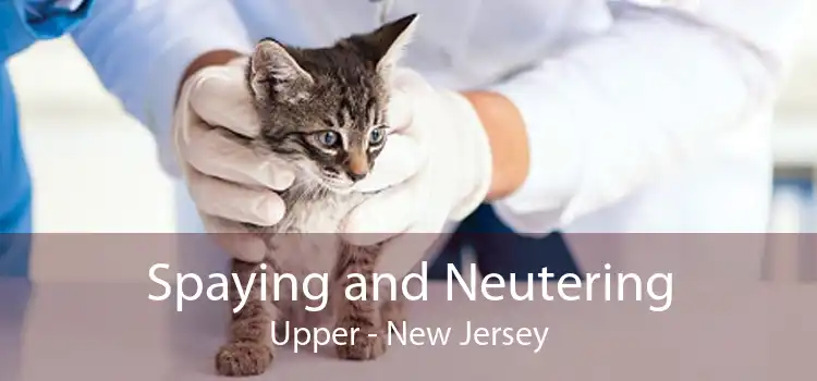 Spaying and Neutering Upper - New Jersey