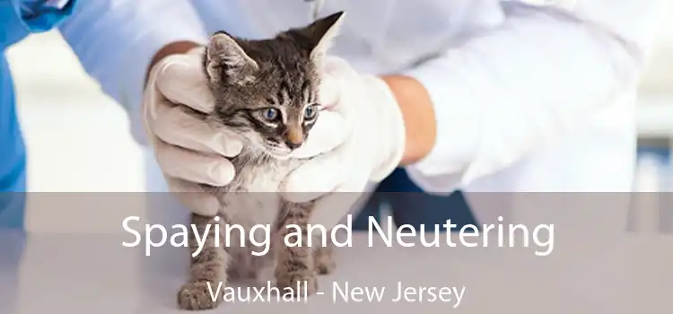 Spaying and Neutering Vauxhall - New Jersey