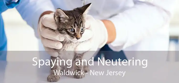 Spaying and Neutering Waldwick - New Jersey