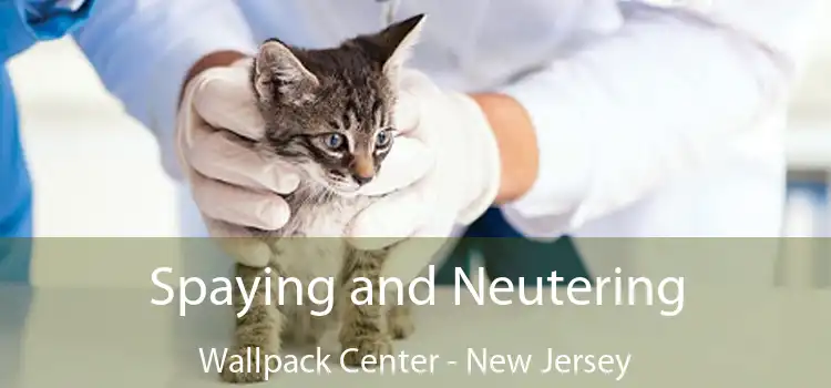 Spaying and Neutering Wallpack Center - New Jersey